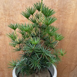 Sciadopitys verticillata 'Kobito'