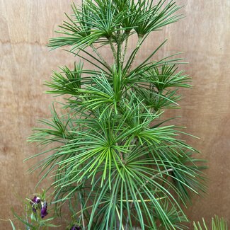 Sciadopitys verticillata 'Speerspitze'