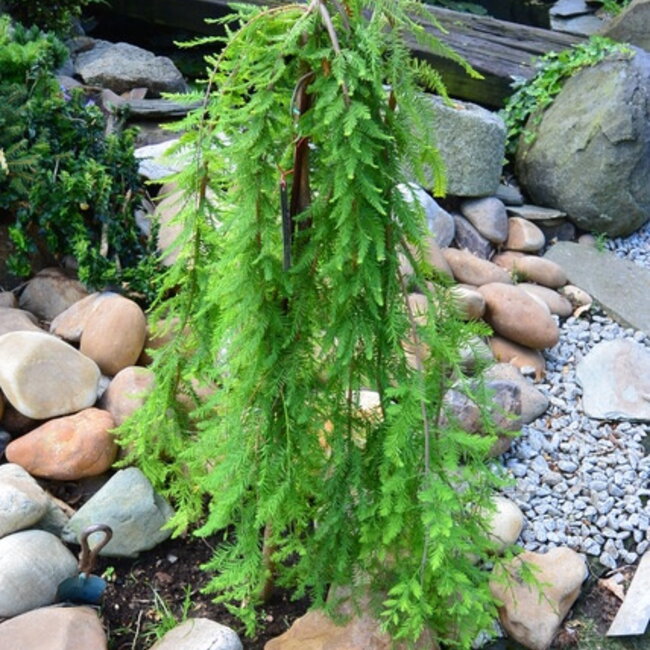 Taxodium distichum 'Cascade Falls'