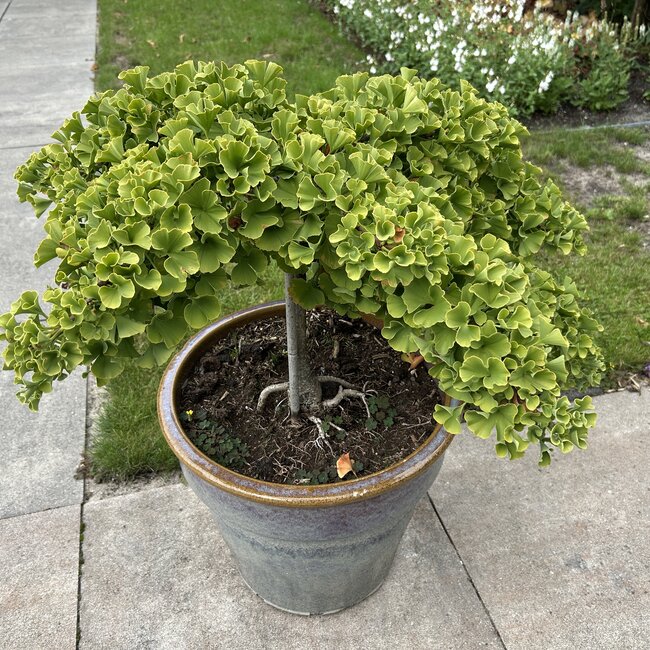 Ginkgo biloba 'Troll'