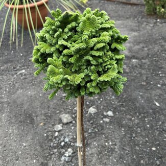 Cryptomeria japonica 'Tomahawk'