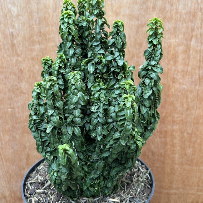 Euonymus japonicus 'Rykujo'