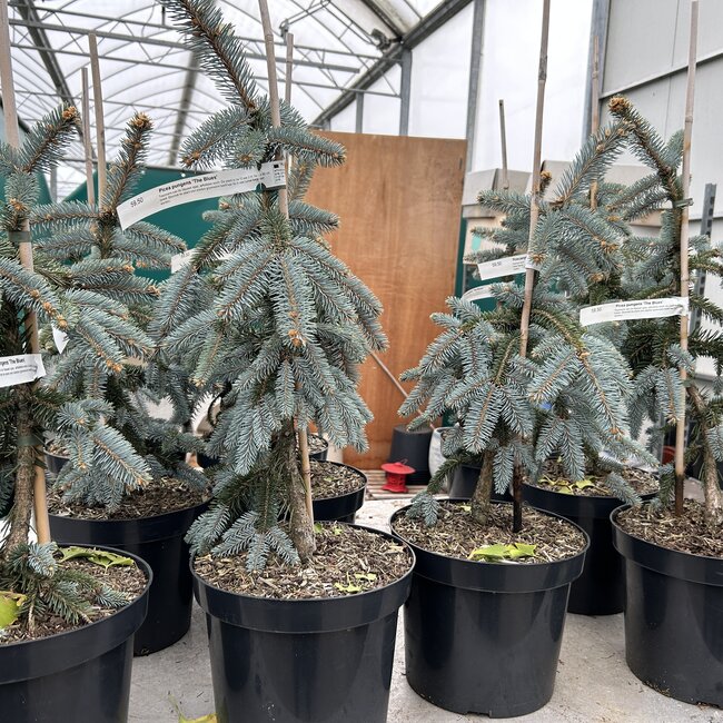 Picea pungens 'The Blues'