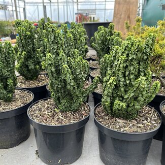 Euonymus japonicus 'Rykujo'