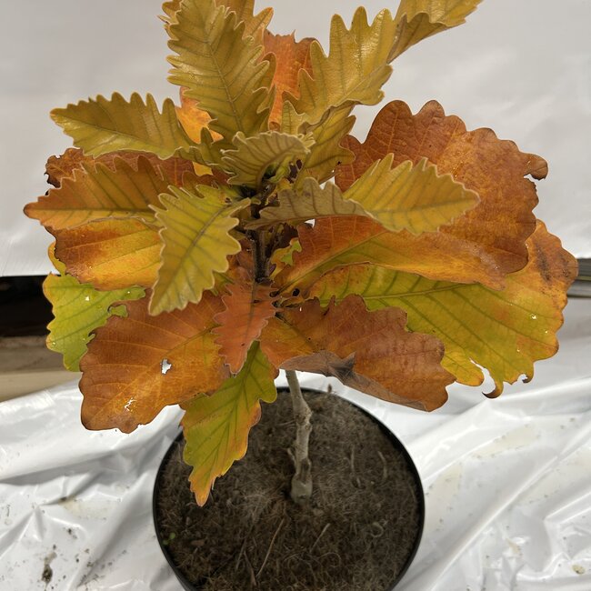 Quercus dentata 'Carl Ferris Miller'