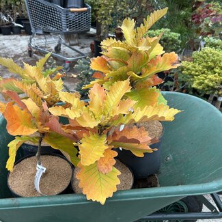 Quercus dentata 'Carl Ferris Miller'