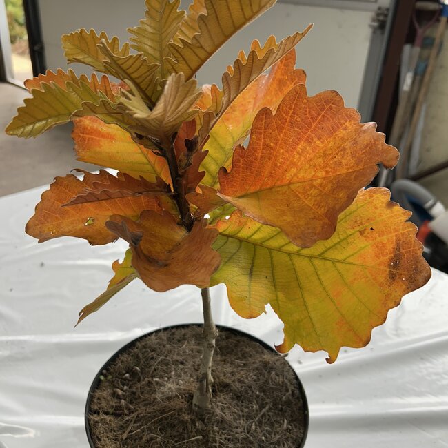 Quercus dentata 'Carl Ferris Miller'