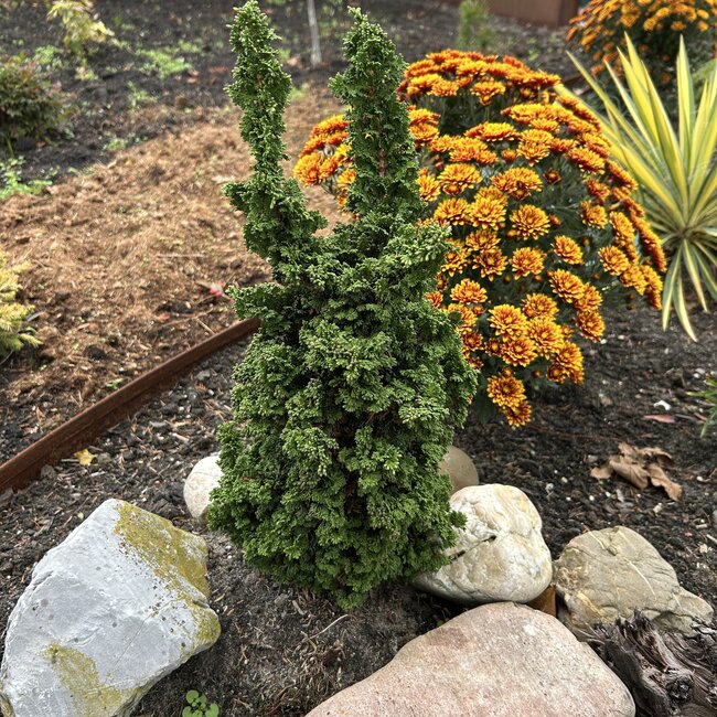 Thuja occidentalis 'Primo'®