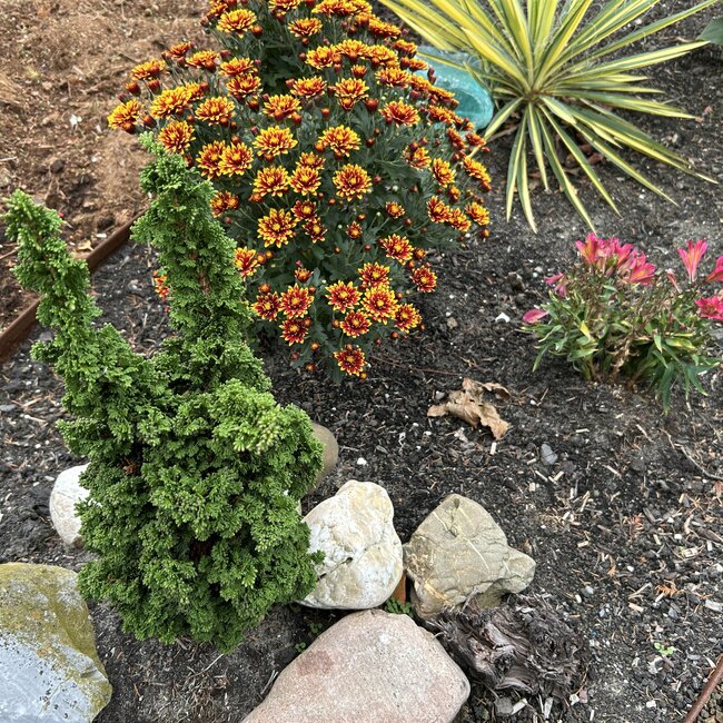 Thuja occidentalis 'Primo'®