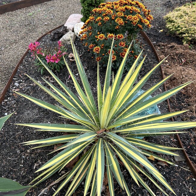 Yucca filamentosa 'Color Guard'