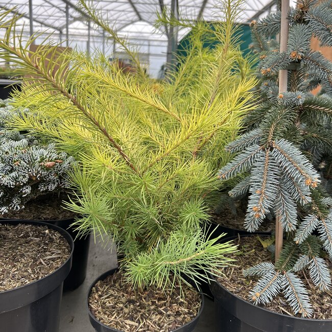 Larix kaempferi 'Magic Gold'