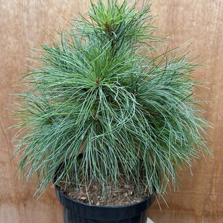 Pinus schwerinii 'Turtle'