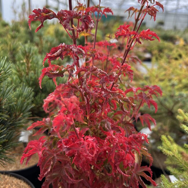 Acer palmatum 'Shishigashira'