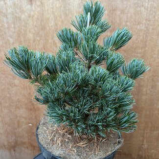 Pinus parviflora 'Beran'
