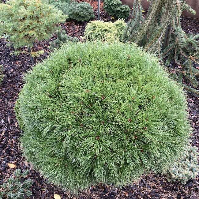 Pinus nigra 'Merci'®