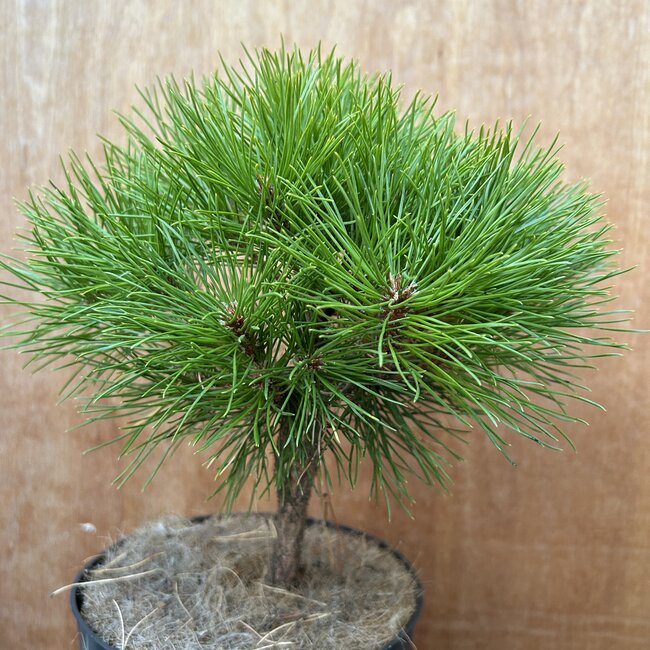 Pinus nigra 'Merci'®
