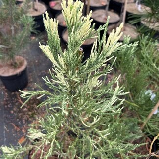 Sequoiadendron giganteum 'French Beauty'