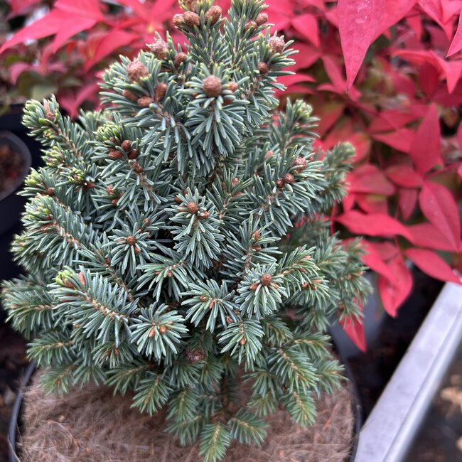 Picea glauca 'Cecilia'