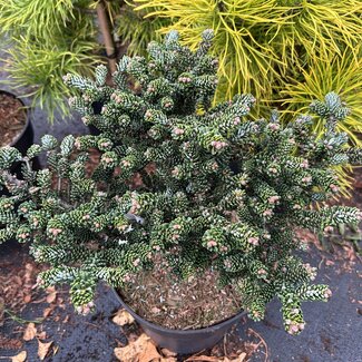 Abies koreana 'Oberon'