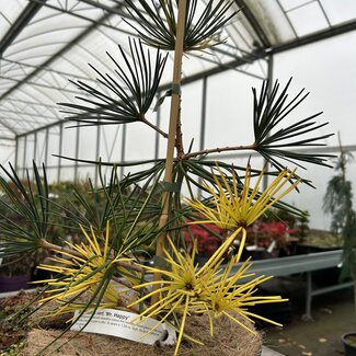 Sciadopitys verticillata 'Mr. Happy'