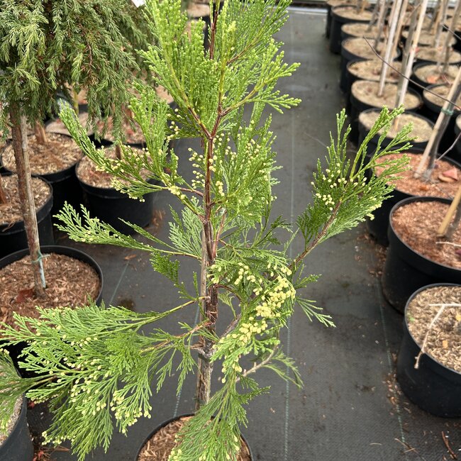 Calocedrus decurrens 'Pillar'