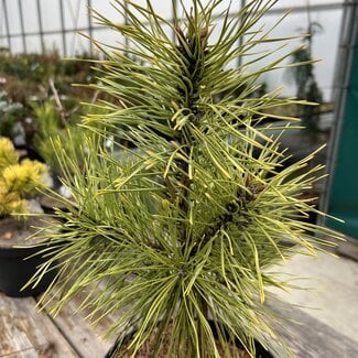 Pinus sylvestris 'Anny's Winter Sun'