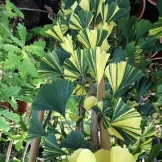 Ginkgo biloba 'Sunstream'