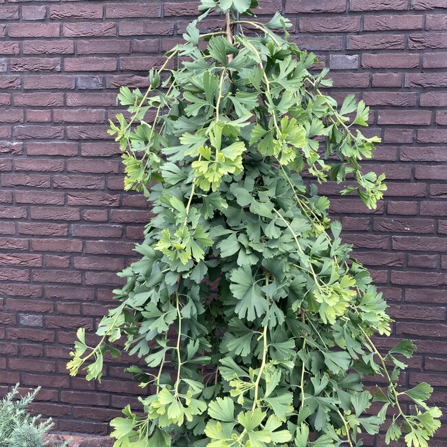 Ginkgo biloba 'China Pendula'