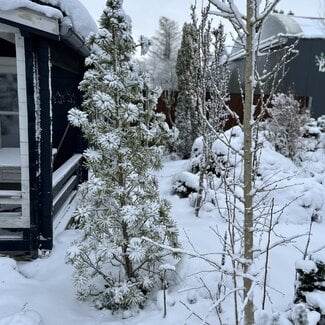 Sciadopitys verticillata 'Sternschnuppe'