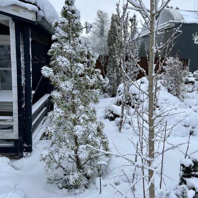 Sciadopitys verticillata 'Sternschnuppe'