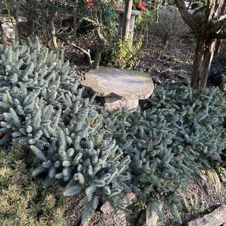 Abies pinsapo 'Horstmann'