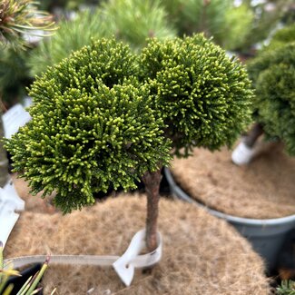 Chamaecyparis obtusa 'Greenstone'
