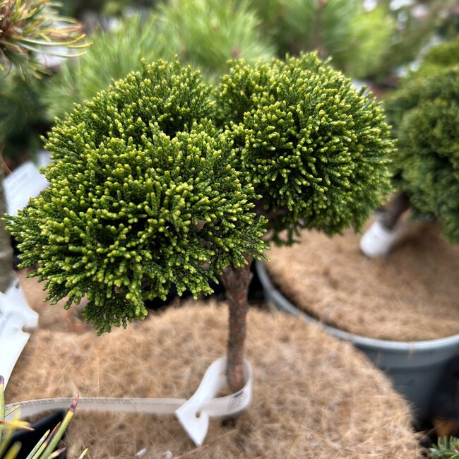 Chamaecyparis obtusa 'Greenstone'