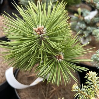 Pinus nigra 'Greenwood Broom'