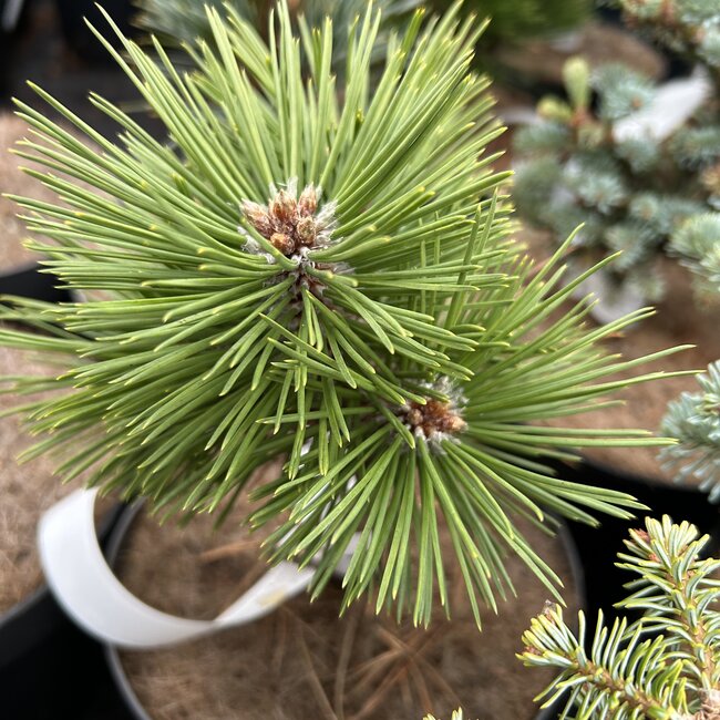 Pinus nigra 'Greenwood Broom'