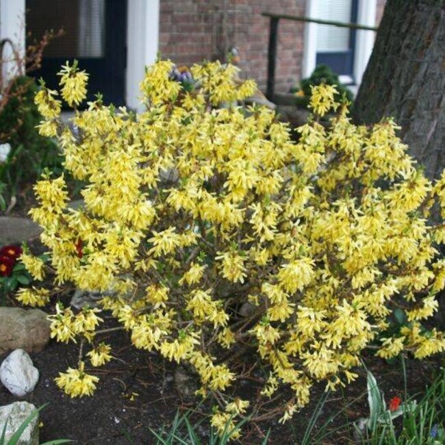 Forsythia x intermedia 'Mikador'®