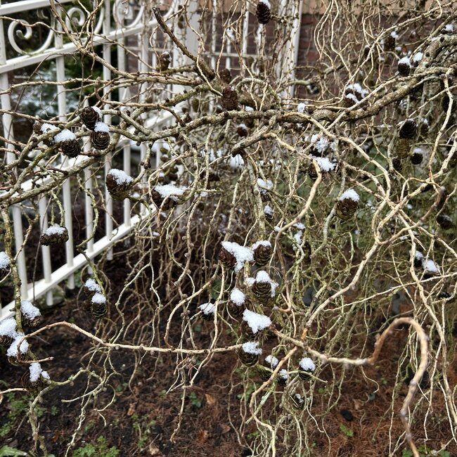 Larix decidua 'Horstmann Recurved'