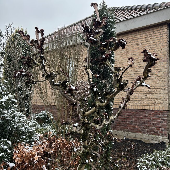 Aesculus hippocastanum 'Monstrosa'