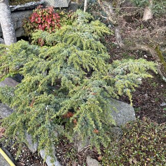 Cedrus libani 'Homepark'