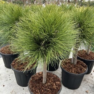 Pinus nigra 'Summer Breeze'®