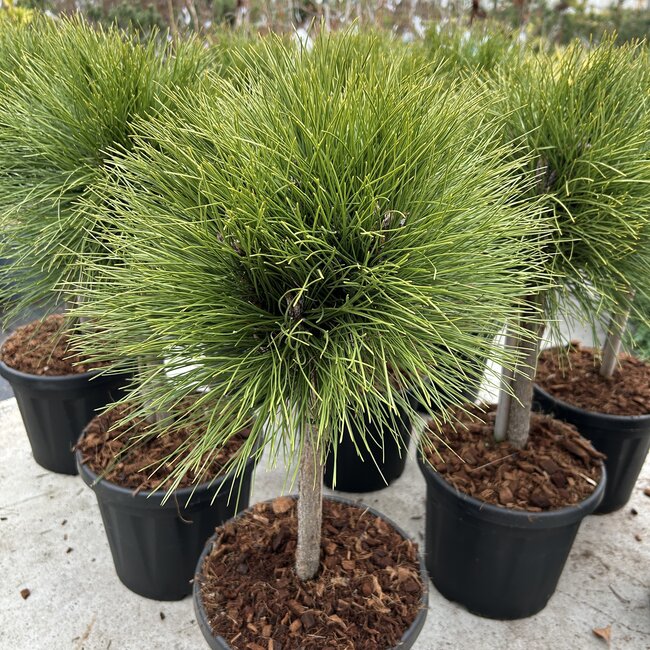 Pinus nigra 'Summer Breeze'®