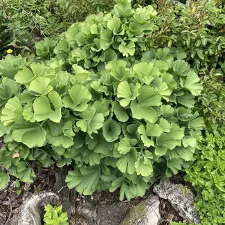 Ginkgo biloba 'Troll'