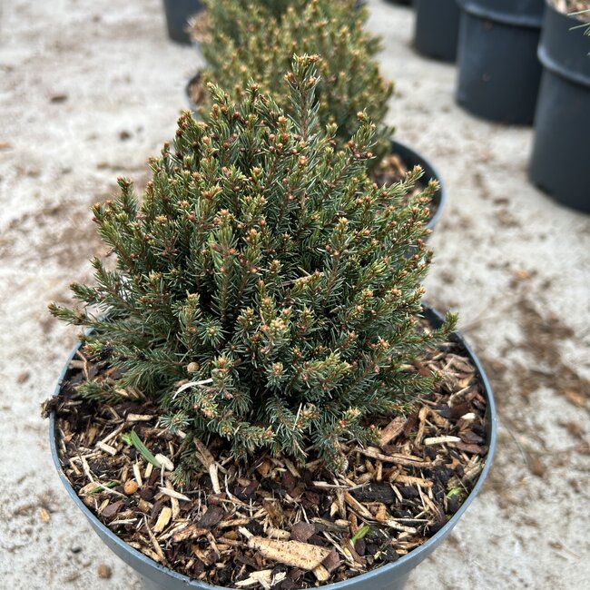 Picea glauca 'Blue Planet'