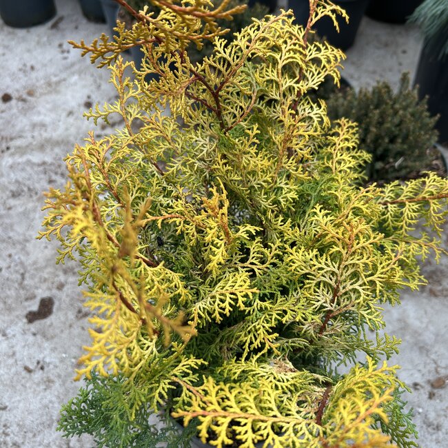 Chamaecyparis obtusa 'Lucas'