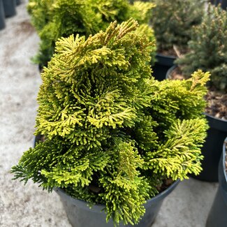 Chamaecyparis obtusa 'Aurora'