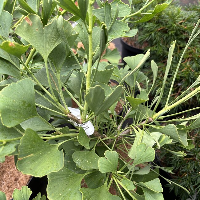 Ginkgo biloba 'Little Emperor'
