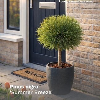 Pinus nigra 'Summer Breeze'®