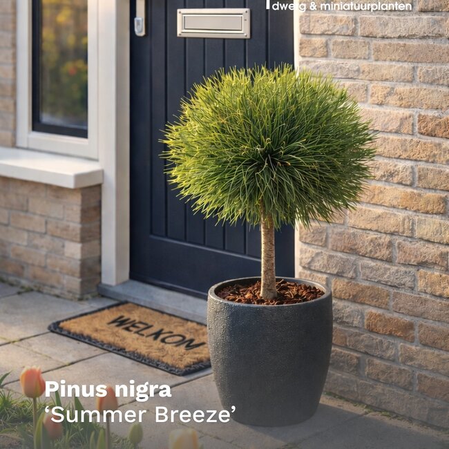 Pinus nigra 'Summer Breeze'®