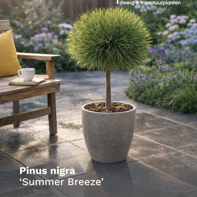 Pinus nigra 'Summer Breeze'®