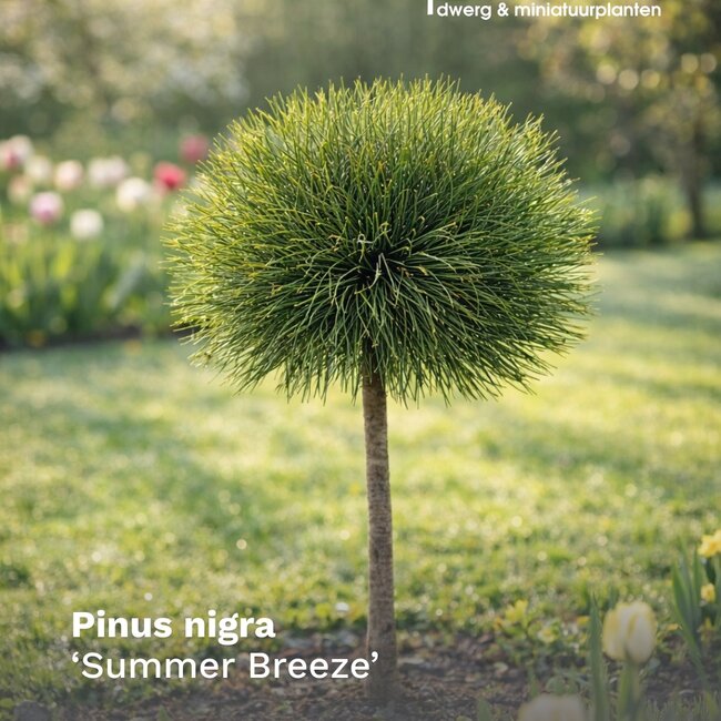 Pinus nigra 'Summer Breeze'®
